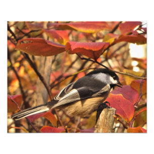 Autumn Leaves Black White Chickadee Bird Photo Print