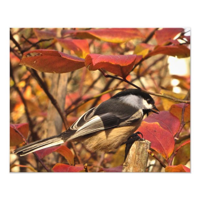 Autumn Leaves Black White Chickadee Bird Photo Print (Front)