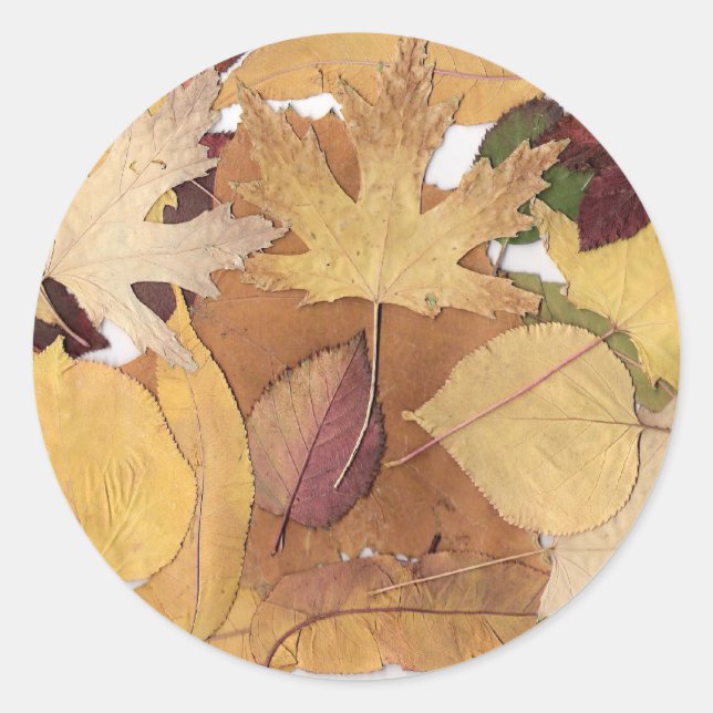 Autumn Leaves Classic Round Sticker (Front)