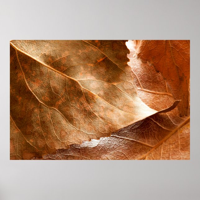Autumn leaves closeupabstract,autumn,background,br poster (Front)
