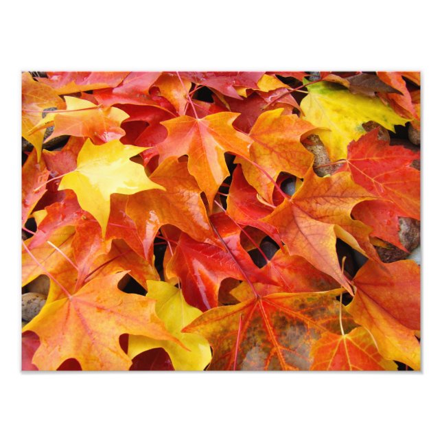 Autumn Leaves Colourful Photography Art Prints (Front)