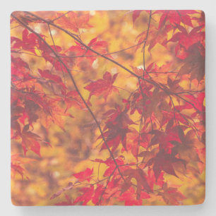 Autumn Leaves Fall Colour Nature Stone Coaster