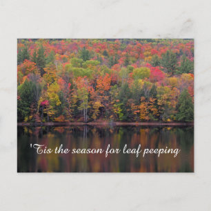 Autumn Leaves Fall Colour Scene Postcard