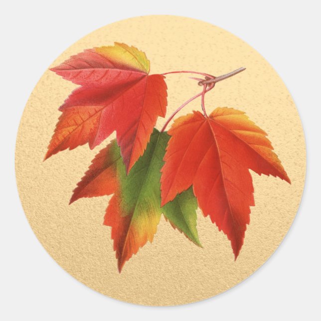Autumn Leaves Fall Colours Maple Leaf on Gold Classic Round Sticker (Front)