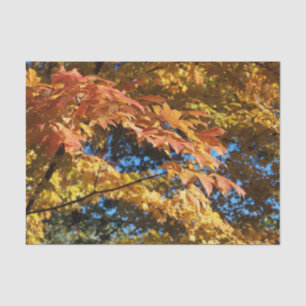Autumn Leaves Fall Season  Craft  Tissue Paper