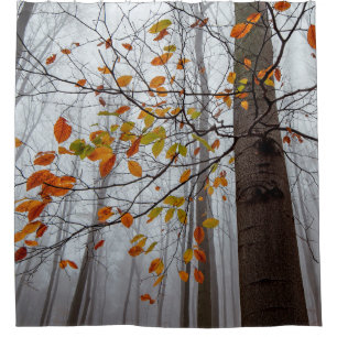 Autumn leaves fallen forest leaf