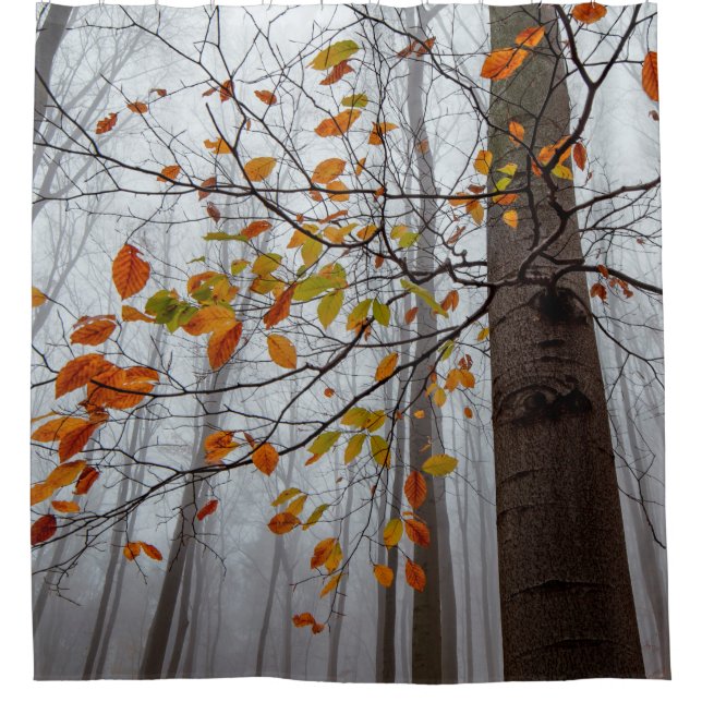 Autumn leaves fallen forest leaf (Front)