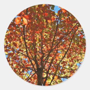 Autumn Leaves Fireworks Classic Round Sticker