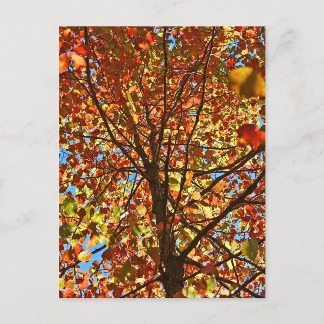 Autumn Leaves Fireworks Postcard (Front)
