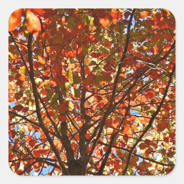 Autumn Leaves Fireworks Square Sticker (Front)