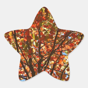 Autumn Leaves Fireworks Star Sticker