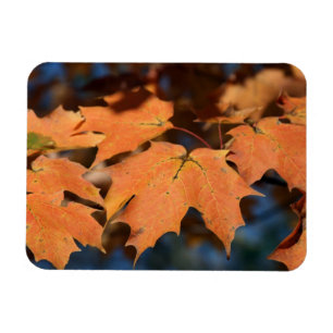 Autumn Leaves Flexible Magnet