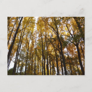 Autumn Leaves in the Morning Maryland Nature Postcard