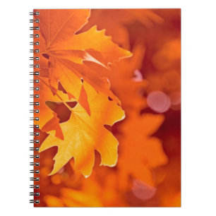Autumn Leaves Notebook