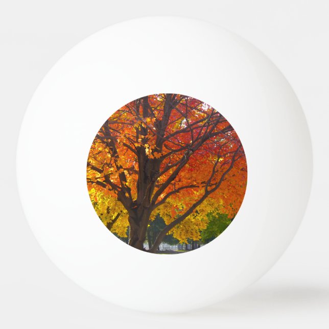 Autumn Leaves of Yellow and Orange Photo Ping Pong Ball (Front)