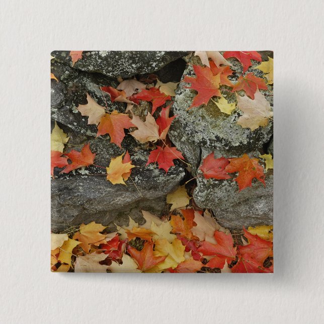 Autumn leaves on stone wall, Minute Man 2 Inch Square Button (Front)