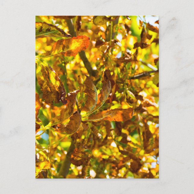 Autumn leaves pattern postcard (Front)