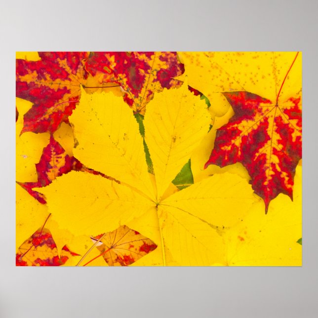 Autumn leaves pattern poster (Front)