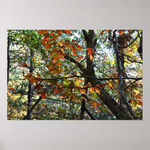 Autumn Leaves Photo Poster