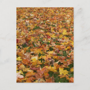 Autumn Leaves Postcard