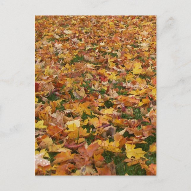 Autumn Leaves Postcard (Front)