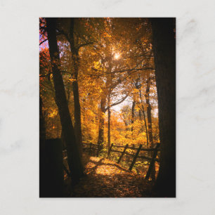 Autumn Leaves Postcard