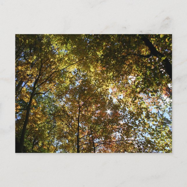 Autumn Leaves Postcard (Front)