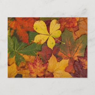 Autumn Leaves Postcard