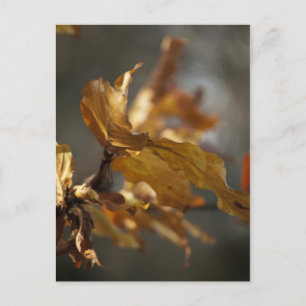 Autumn Leaves Postcard
