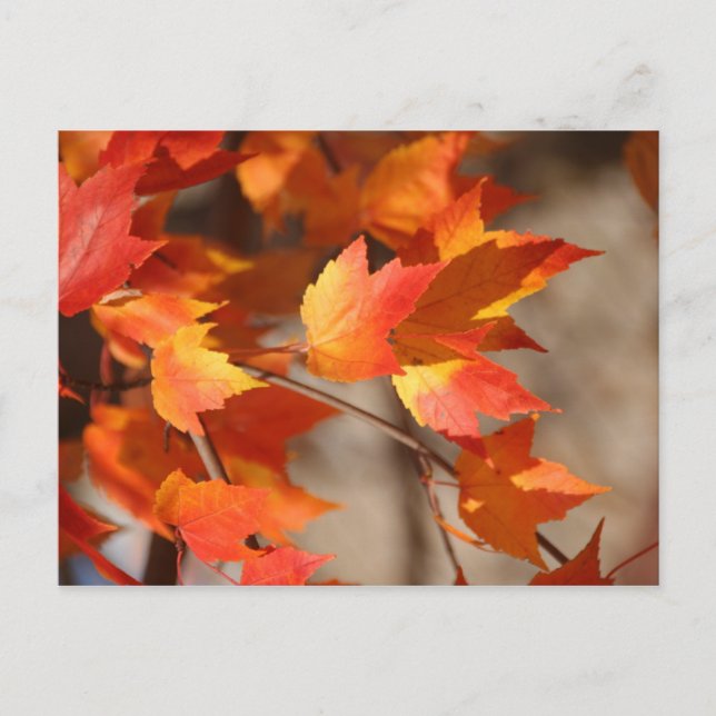 Autumn Leaves Postcard (Front)