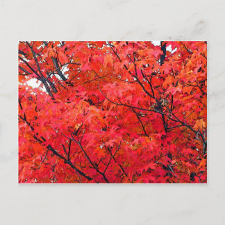 Autumn Leaves Postcard
