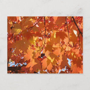 Autumn Leaves postcard Bright Orange Fall leaves