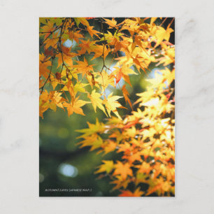 Autumn Leaves [Postcard] Postcard