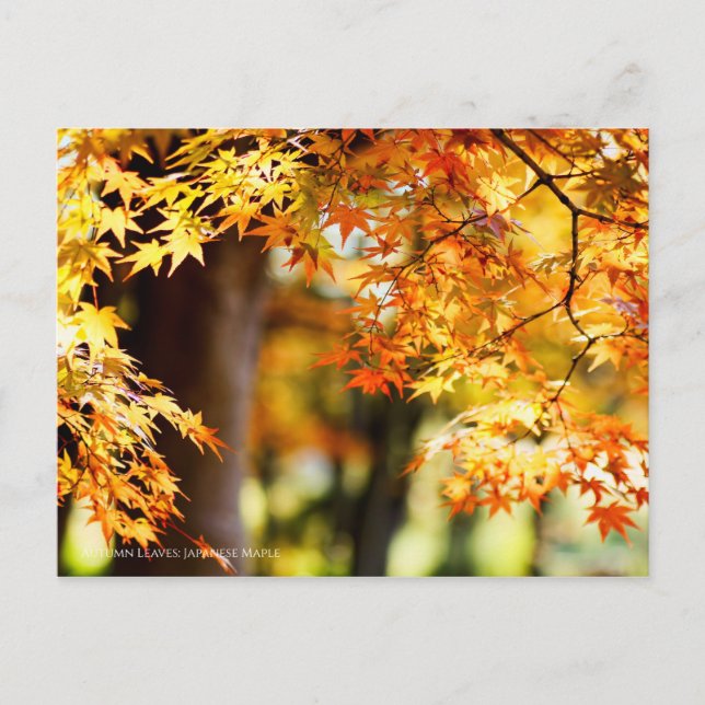 Autumn Leaves [Postcard] Postcard (Front)