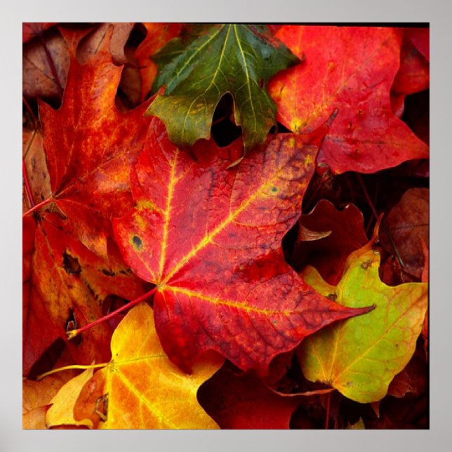 AUTUMN LEAVES POSTER (Front)