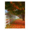 Autumn Leaves