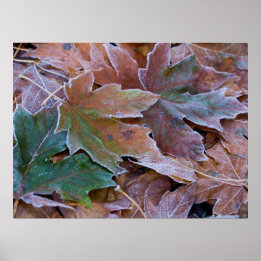 Autumn Leaves Poster Paper (Matte)