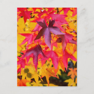 Autumn Leaves Red And Yellow Postcard