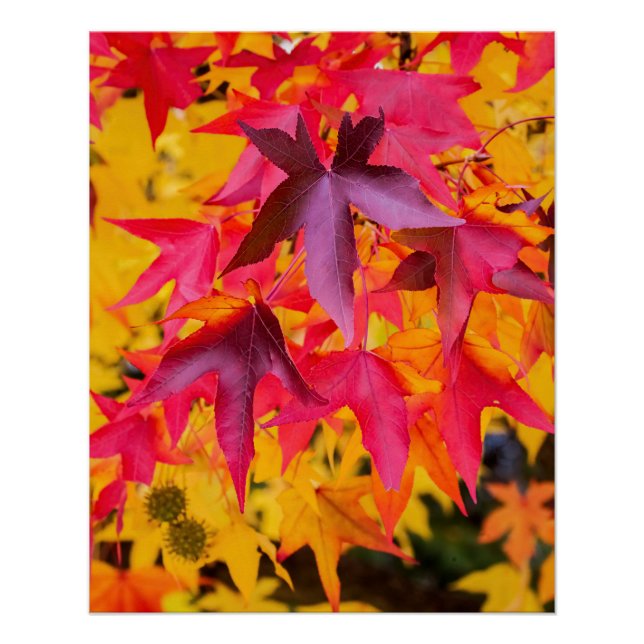 Autumn Leaves Red And Yellow Poster (Front)