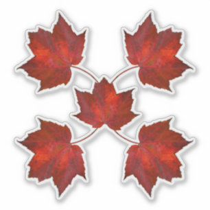 Autumn Leaves Red Leaf Shapes
