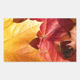 Autumn leaves - Stunning! Sticker