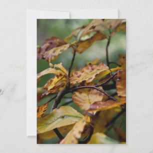 Autumn leaves thanksgiving invitation