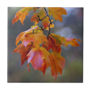 Autumn Leaves Tile