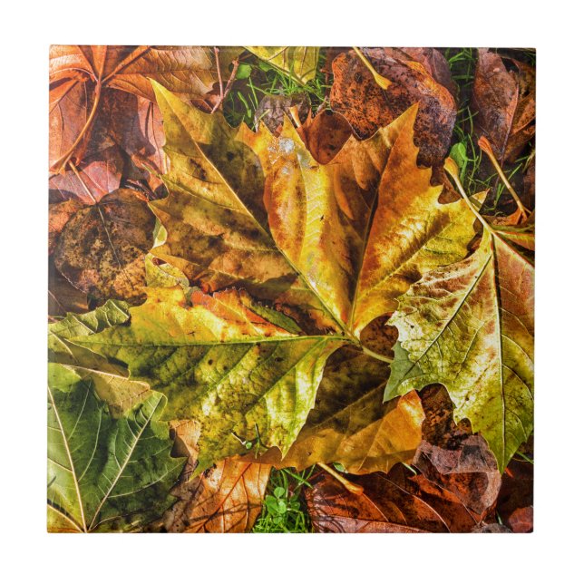 Autumn leaves tile (Front)