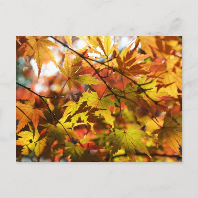 Autumn Leaves: Tokyo Postcard (Front)