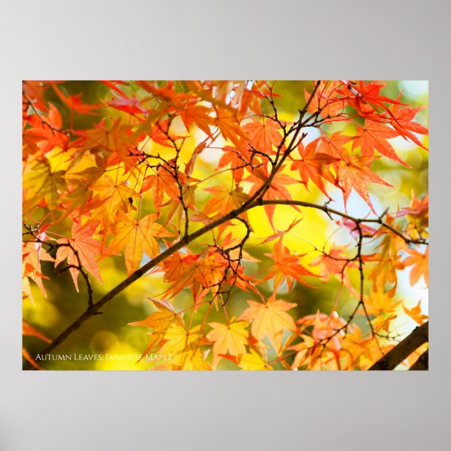 Autumn Leaves [Value Poster Paper] (Front)