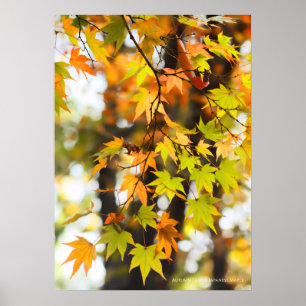 Autumn Leaves [Value Poster Paper]