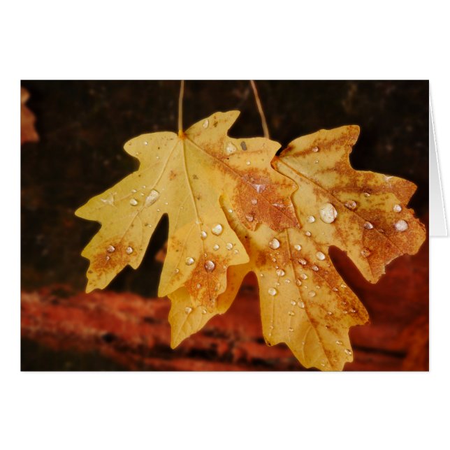 Autumn Leaves with Raindrops,  Blank Inside (Front Horizontal)