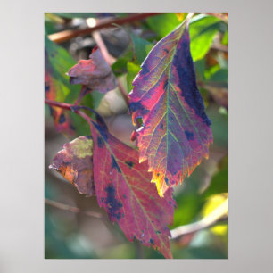 Autumn Leaves with Sunlight Poster