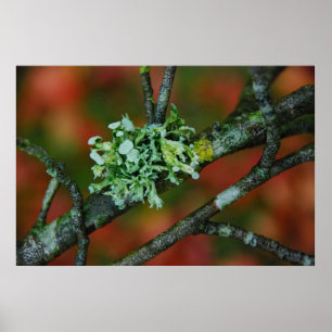 Autumn Lichen Poster
